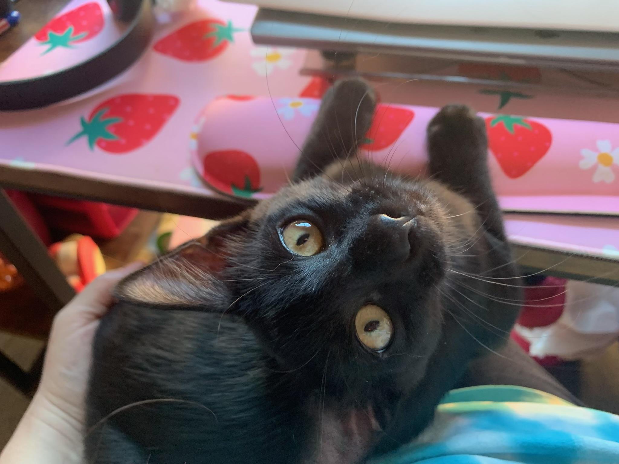 Woerner James Kuykendahl