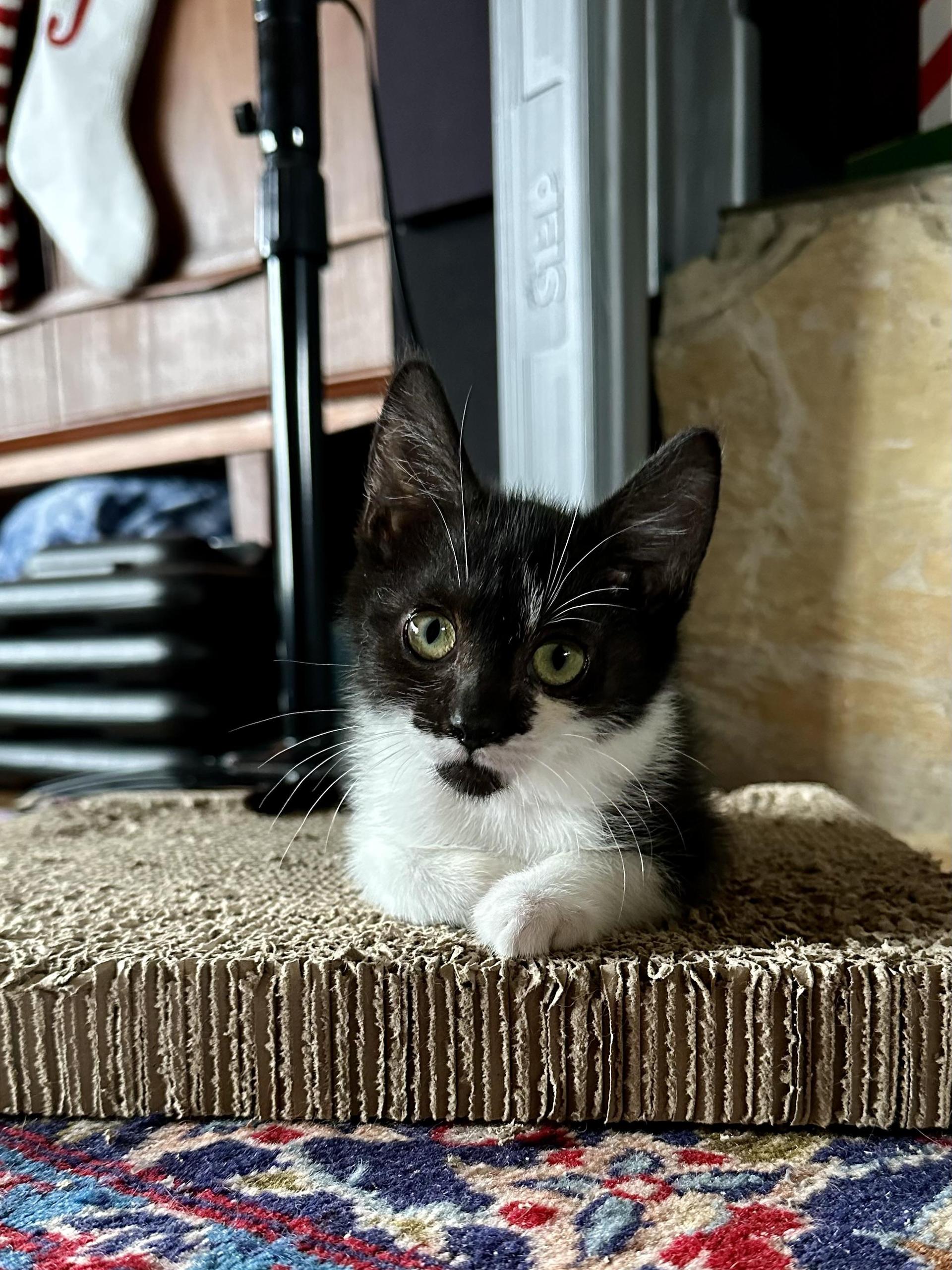 A baby small-sized female Black Domestic Short Hair cat named Leena for adoption in Portland, OR