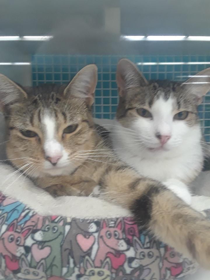 A young medium-sized female Tabby (Buff / Tan / Fawn) Domestic Short Hair cat named Paisley & Posey Bonded for adoption in Boca Raton, FL
