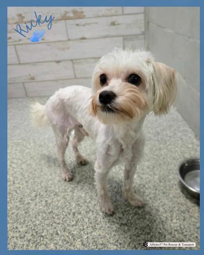 Ricky Bonded To Lexi