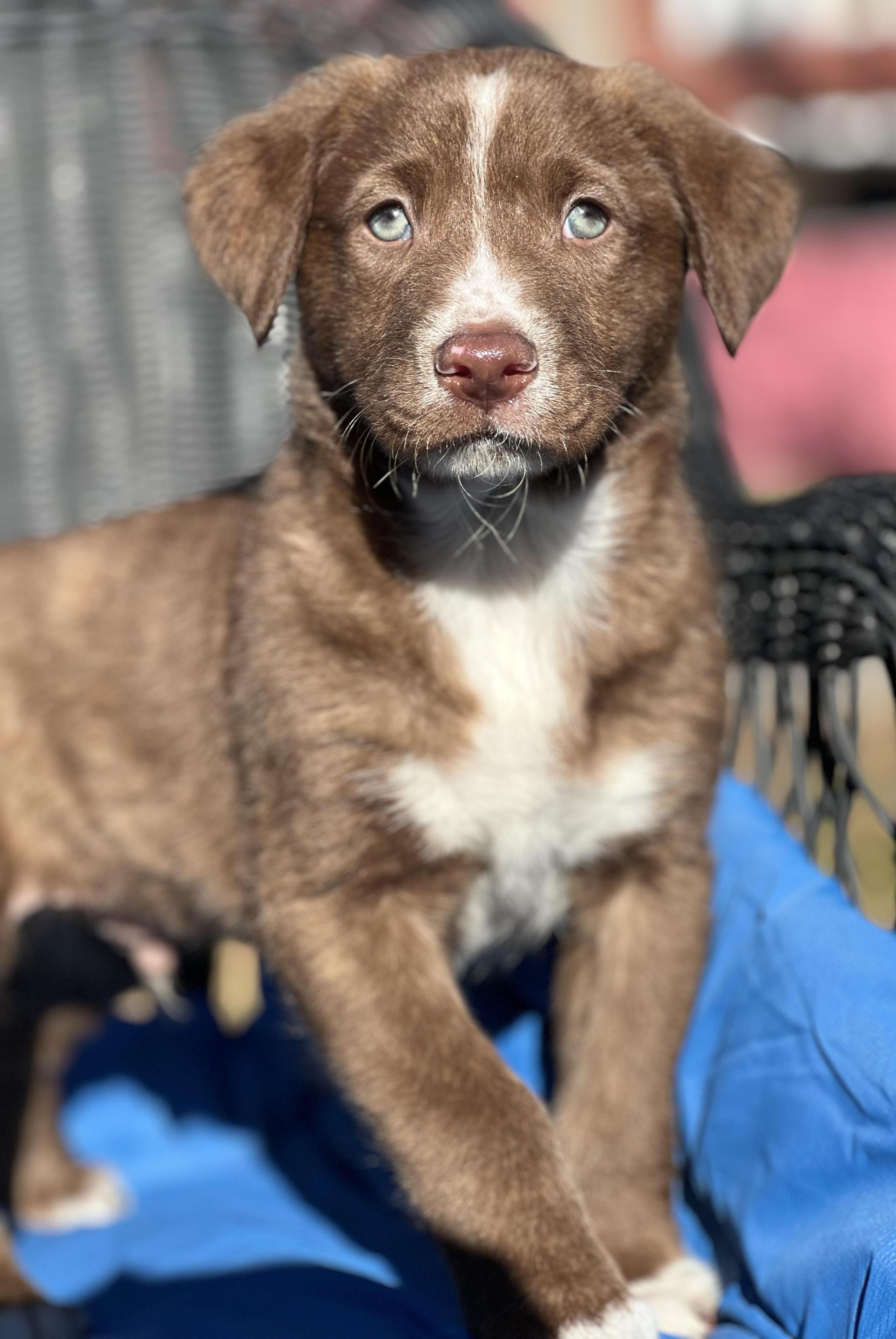 A baby medium-sized male Brown / Chocolate Mixed Breed dog named Ranger for adoption in Mt Pleasant, SC