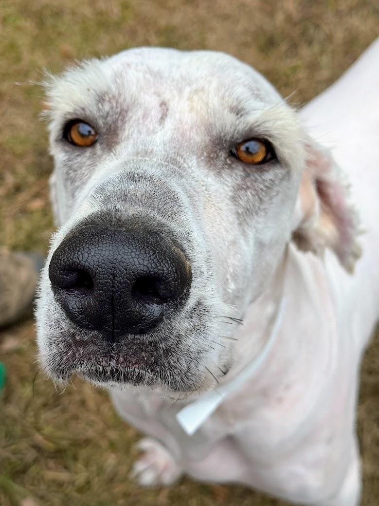 An adult large-sized male Sheepadoodle dog named Gandalf for adoption in Fosters, AL
