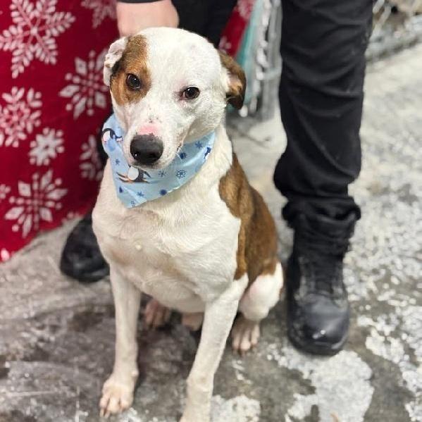 A young medium-sized male Terrier dog named Barclay for adoption in Scottsburg, IN