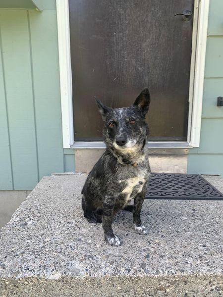 An adult medium-sized female Australian Cattle Dog / Blue Heeler dog named Skeeter for adoption in Hardin, MT