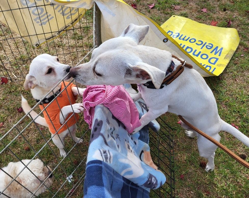 Vanilla Bean And Vanilla