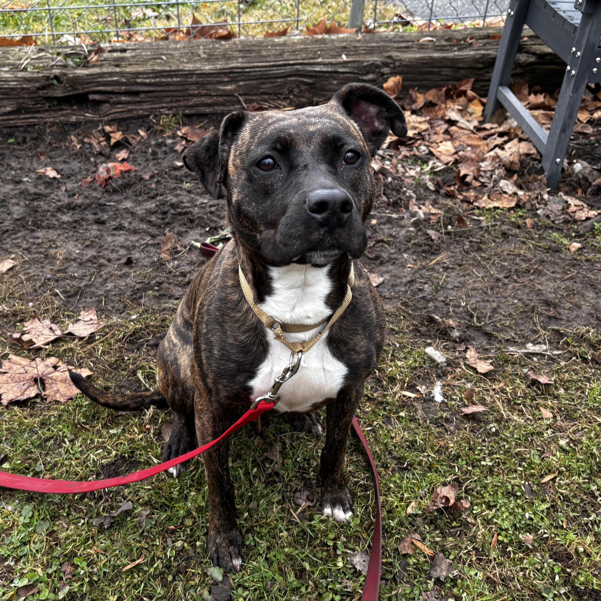 An adult medium-sized female Brindle Mixed Breed dog named Baby for adoption in Frankfort, IN