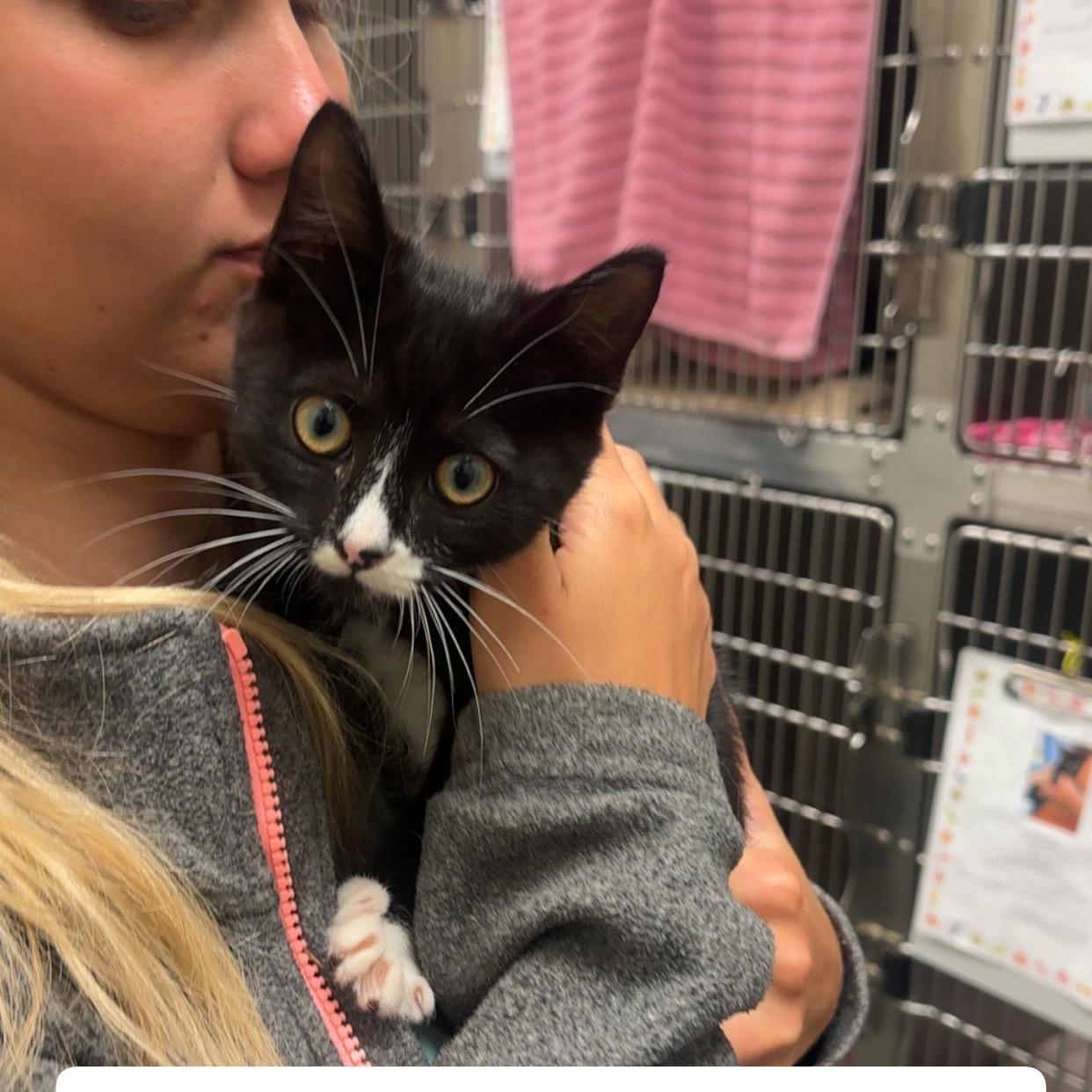 A baby medium-sized male Black & White / Tuxedo Domestic Short Hair cat named Storm for adoption in Amherst, VA
