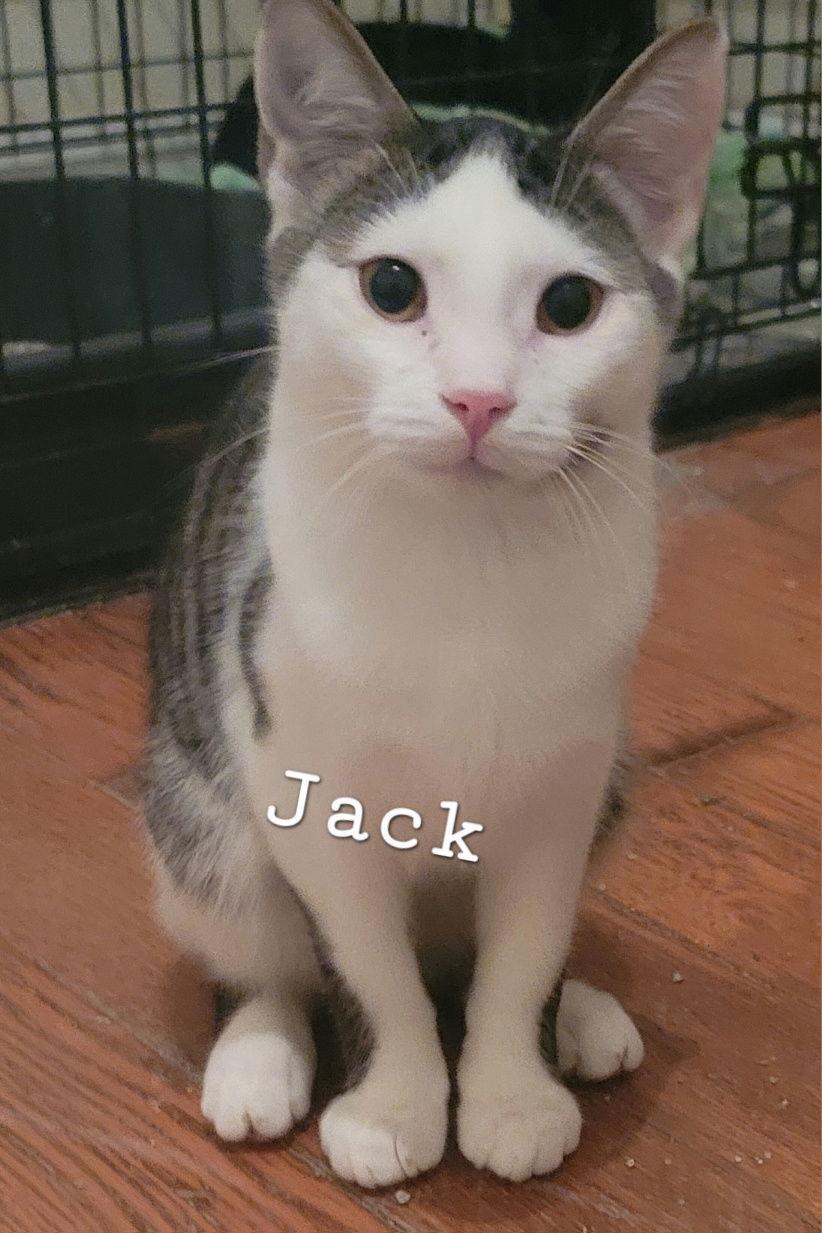 Jack photo 1