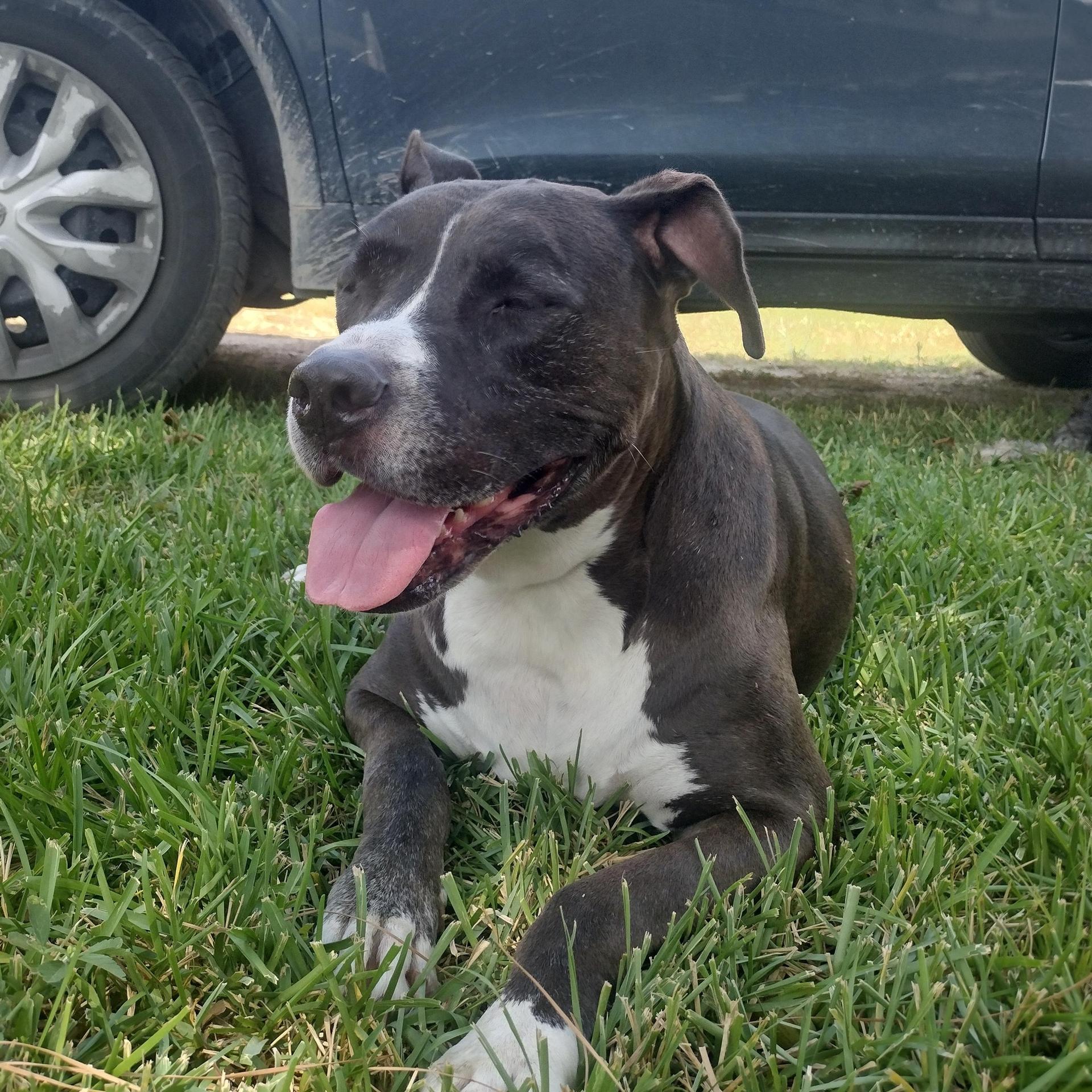 A senior large-sized female Pit Bull Terrier dog named Breeze for adoption in Spring, TX