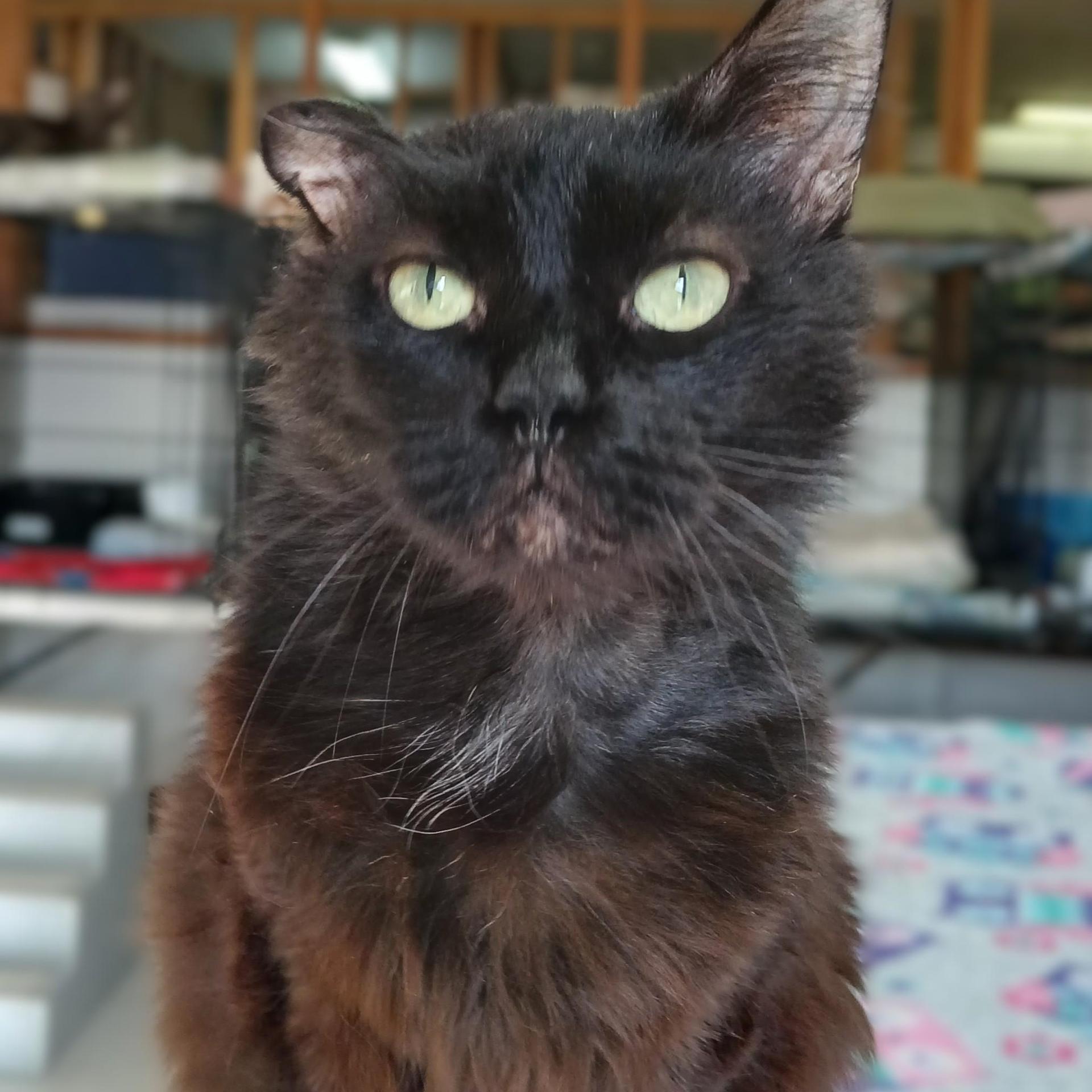 An adult medium-sized male Black Domestic Medium Hair cat named Doodles for adoption in Germansville, PA