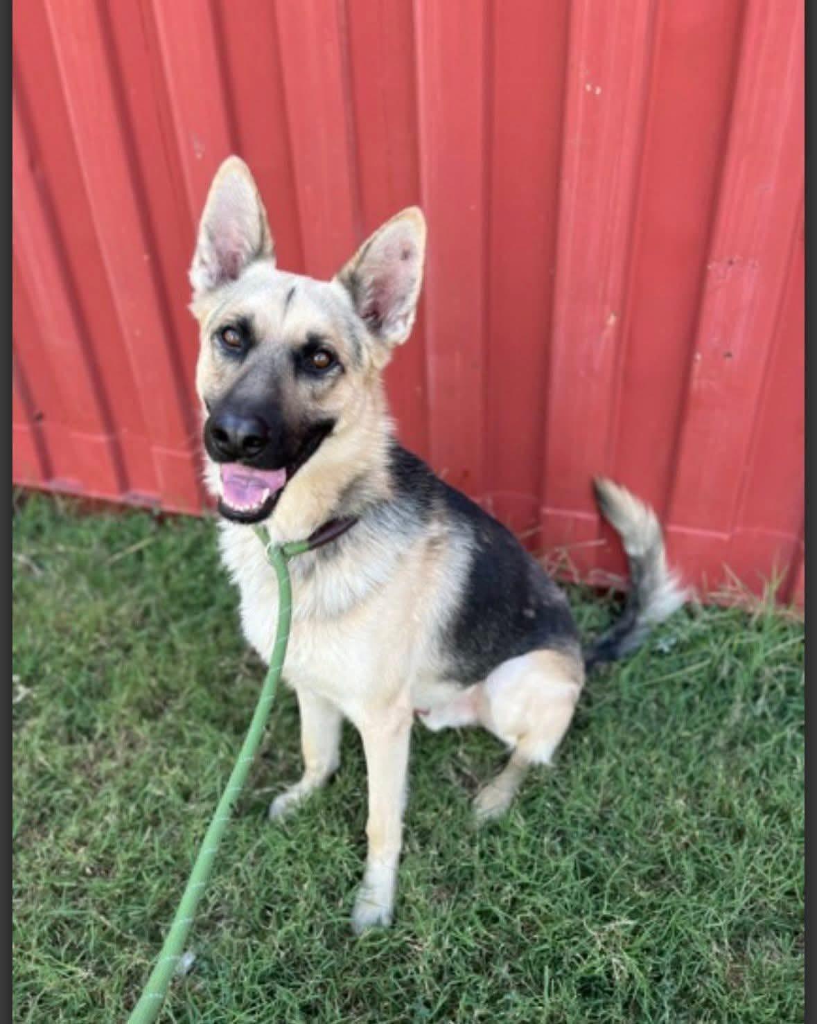 A young large-sized male German Shepherd Dog dog named Chipper for adoption in Greeneville , TN