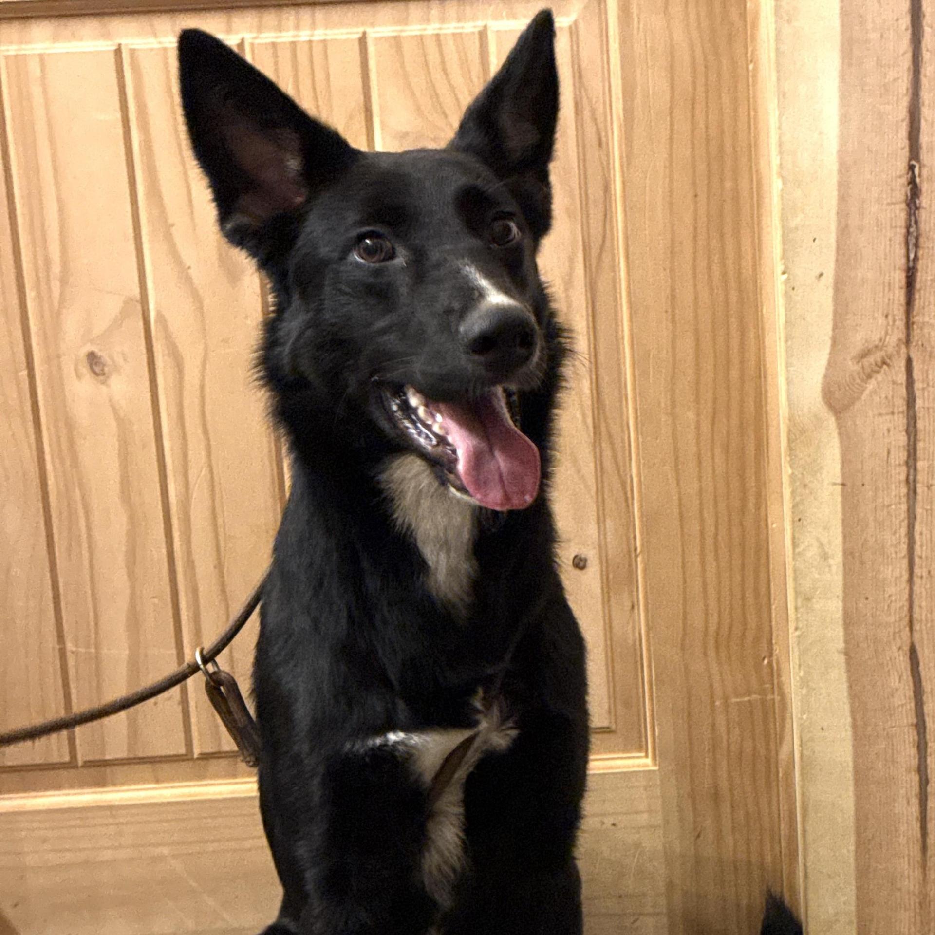 An adult medium-sized male Black German Shepherd Dog dog named Mufasa for adoption in Chuckey, TN