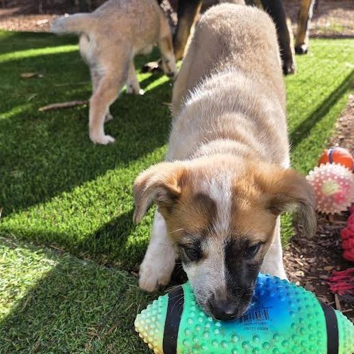 A baby small-sized female White / Cream Cattle Dog dog named Chocolate Cake for adoption in Flagstaff, AZ