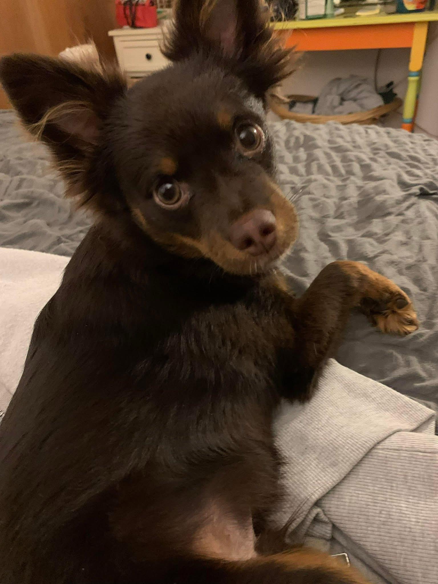 A baby small-sized male Brown / Chocolate Chihuahua dog named Gomez for adoption in Union Grove, WI