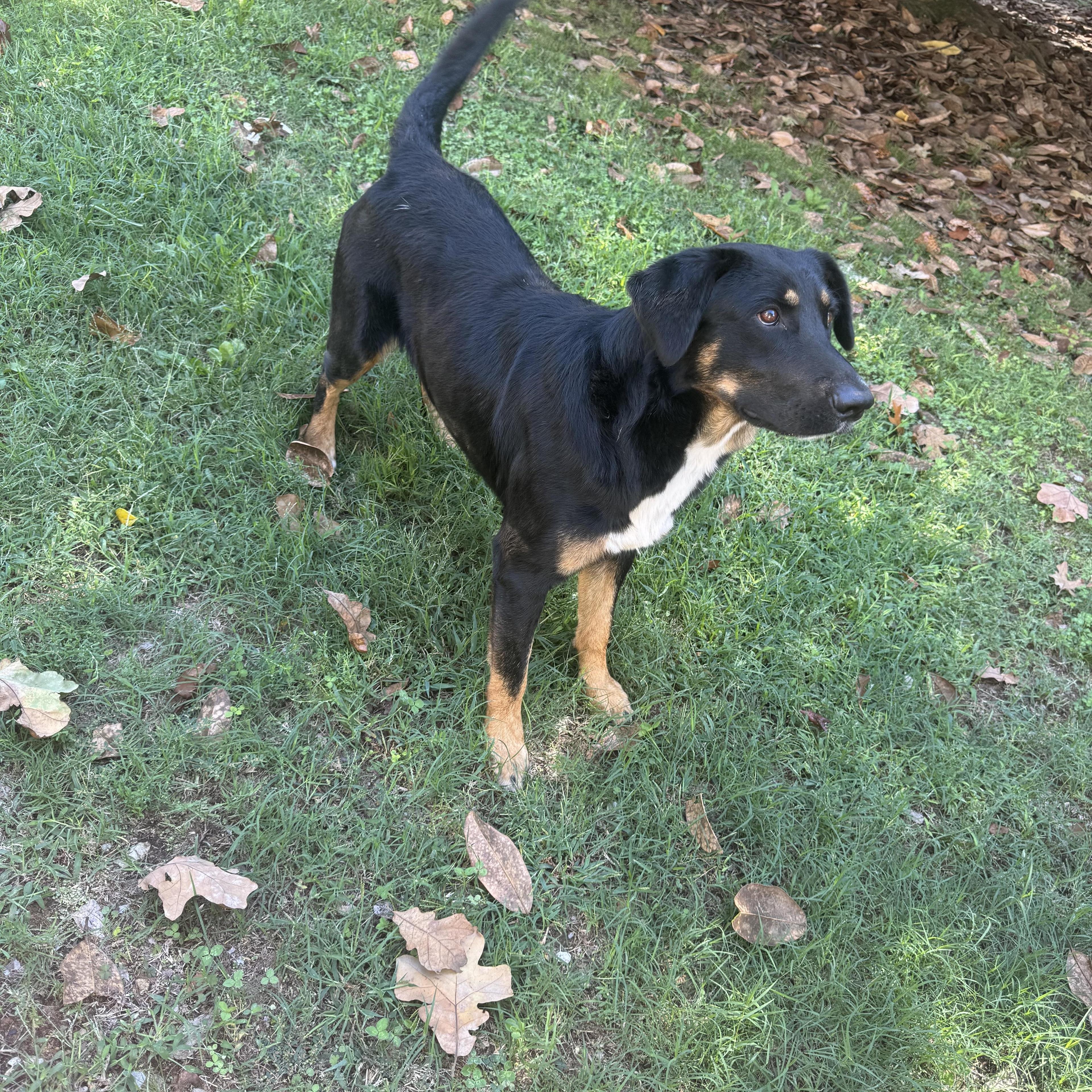 Chipper Sponsored Fee