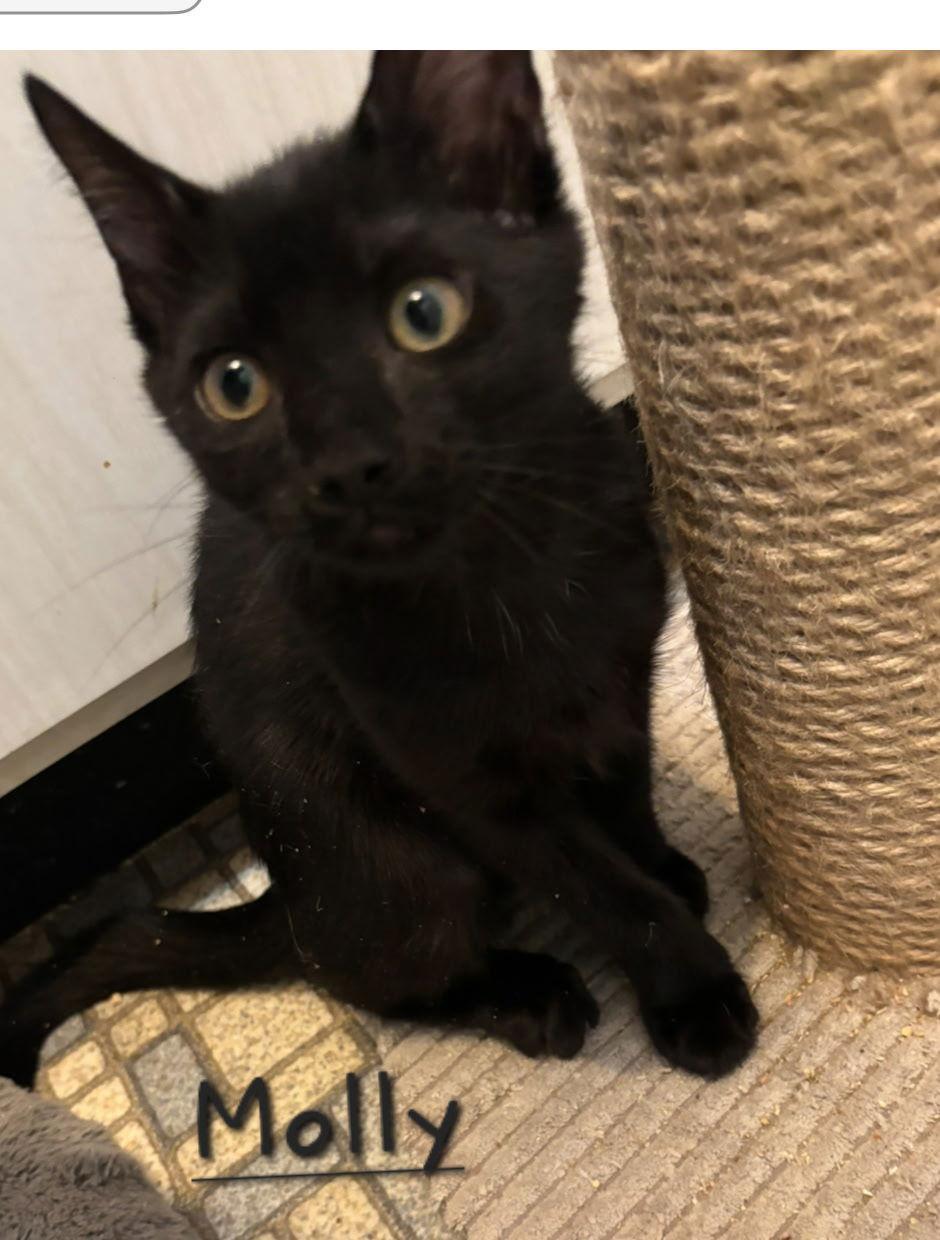 Molly