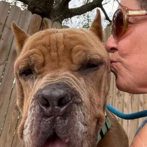 Rodney Roo Has Heart