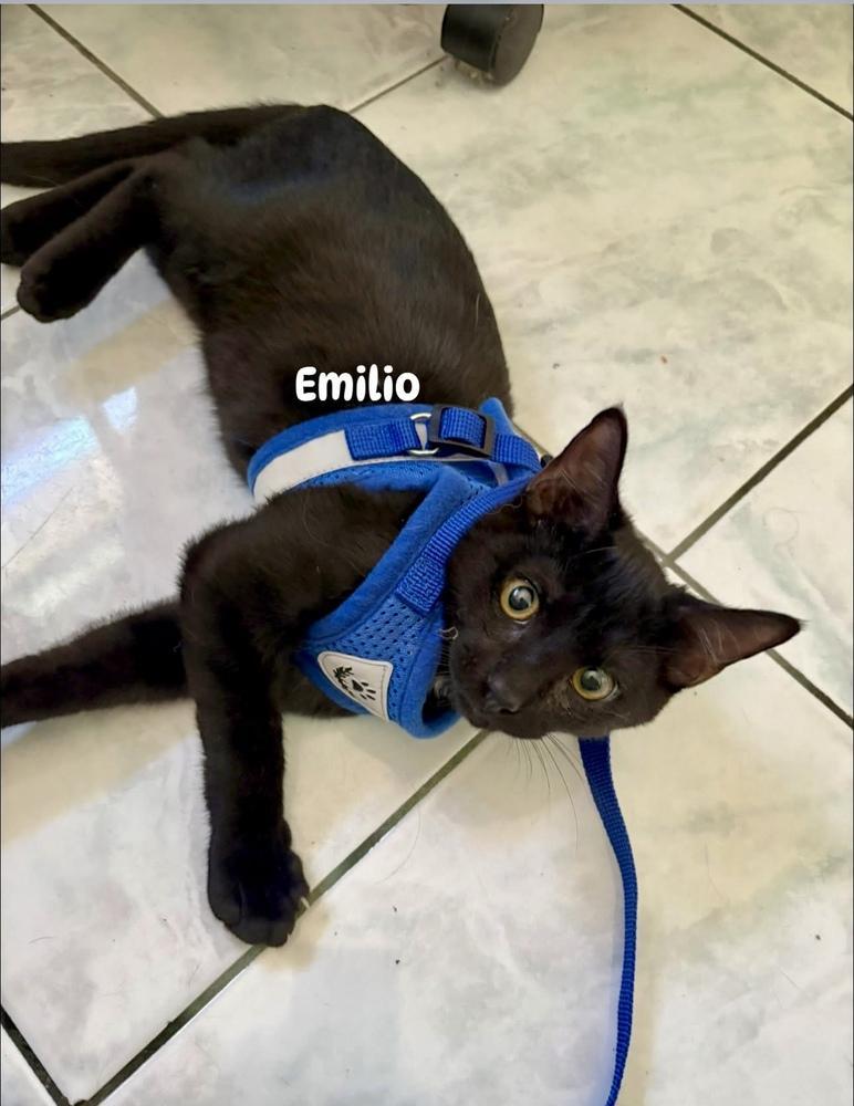 Emilio