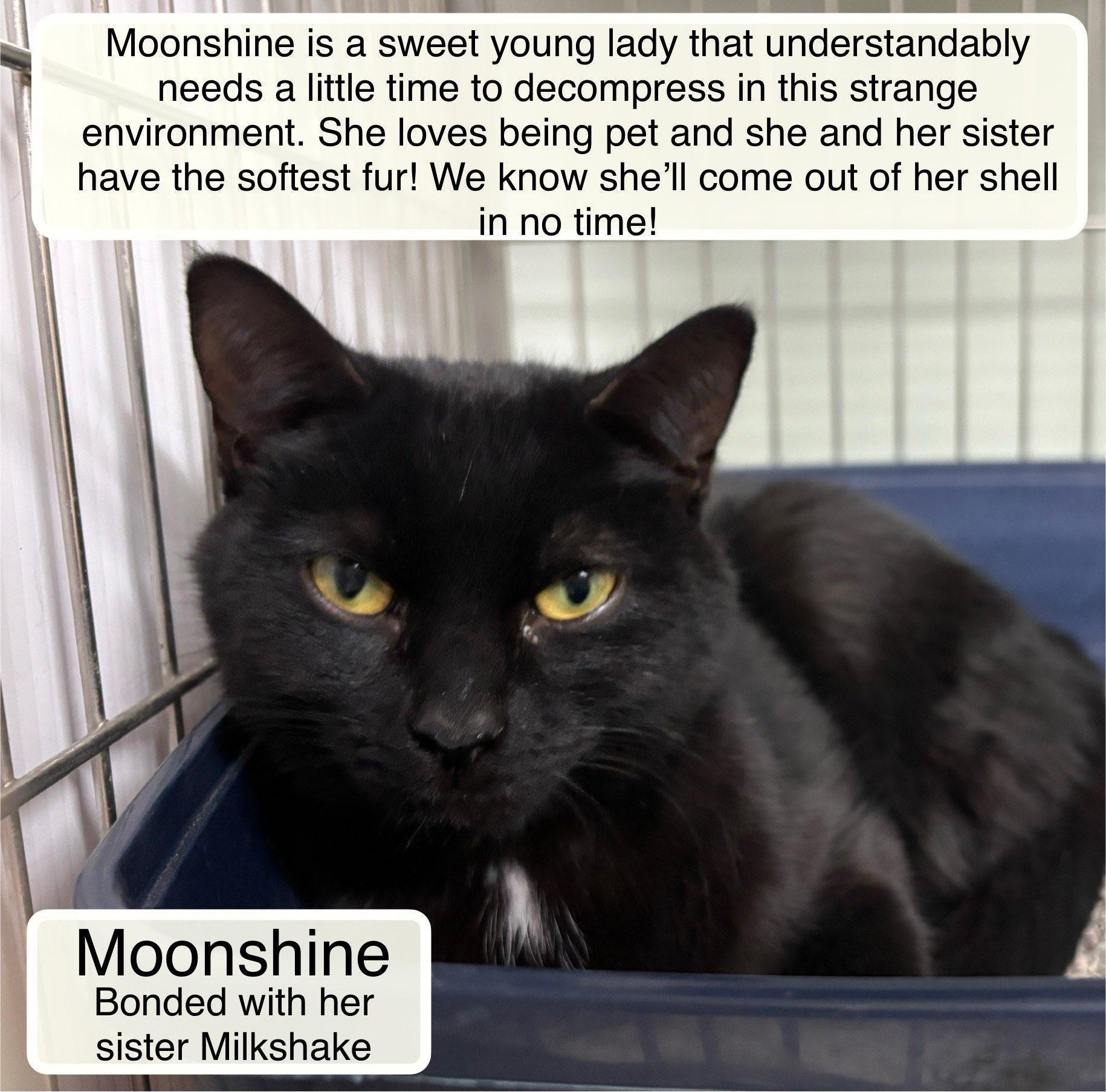 Moonshine Bonded With