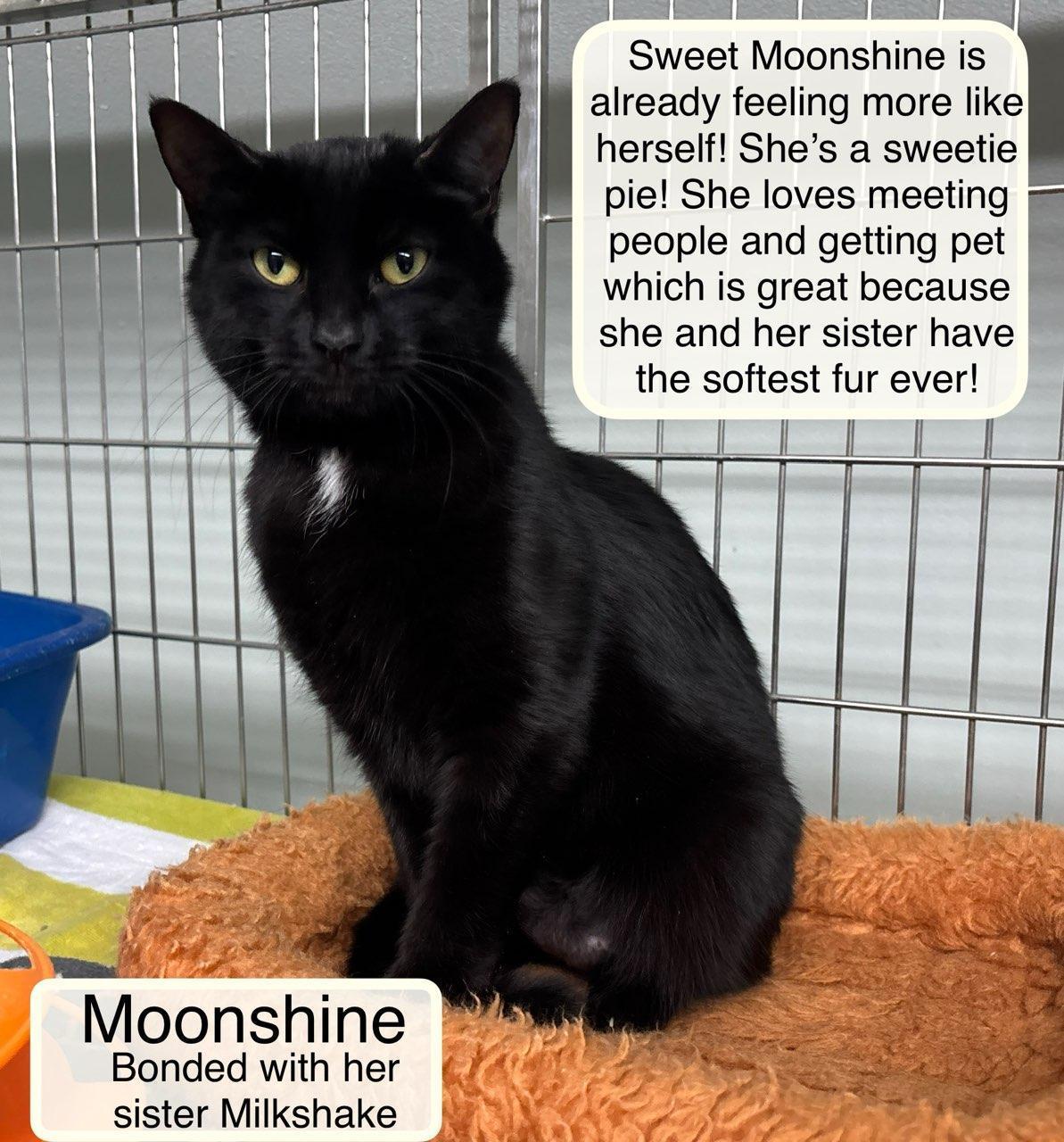 Moonshine Bonded With