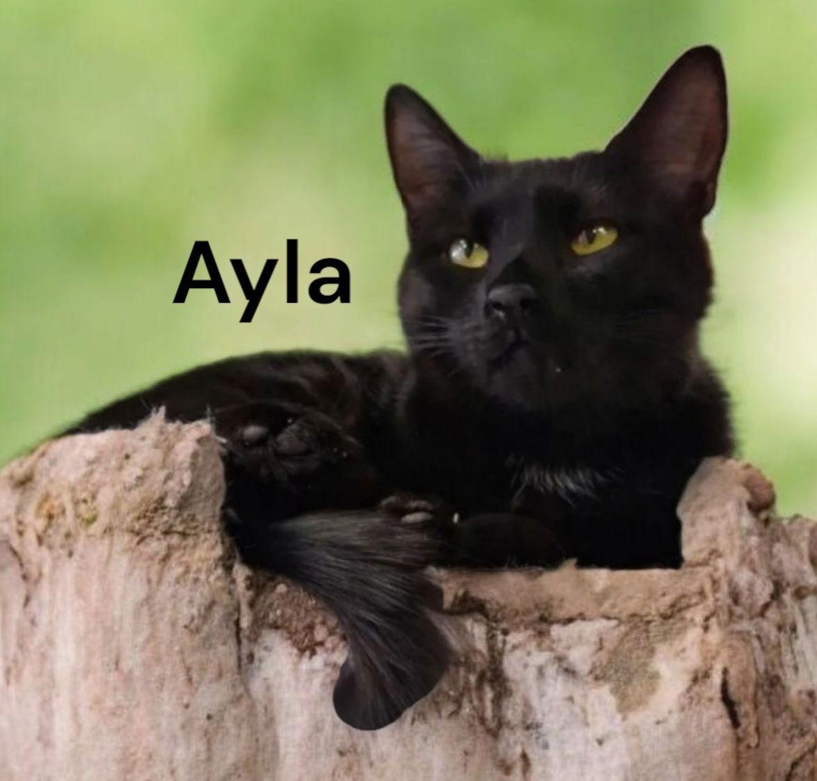 Ayla