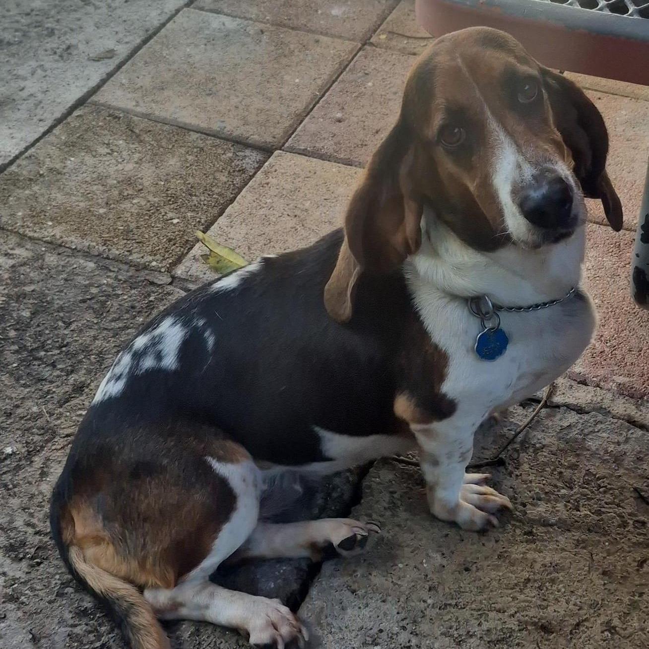 Babavoss And Ghandiout Of