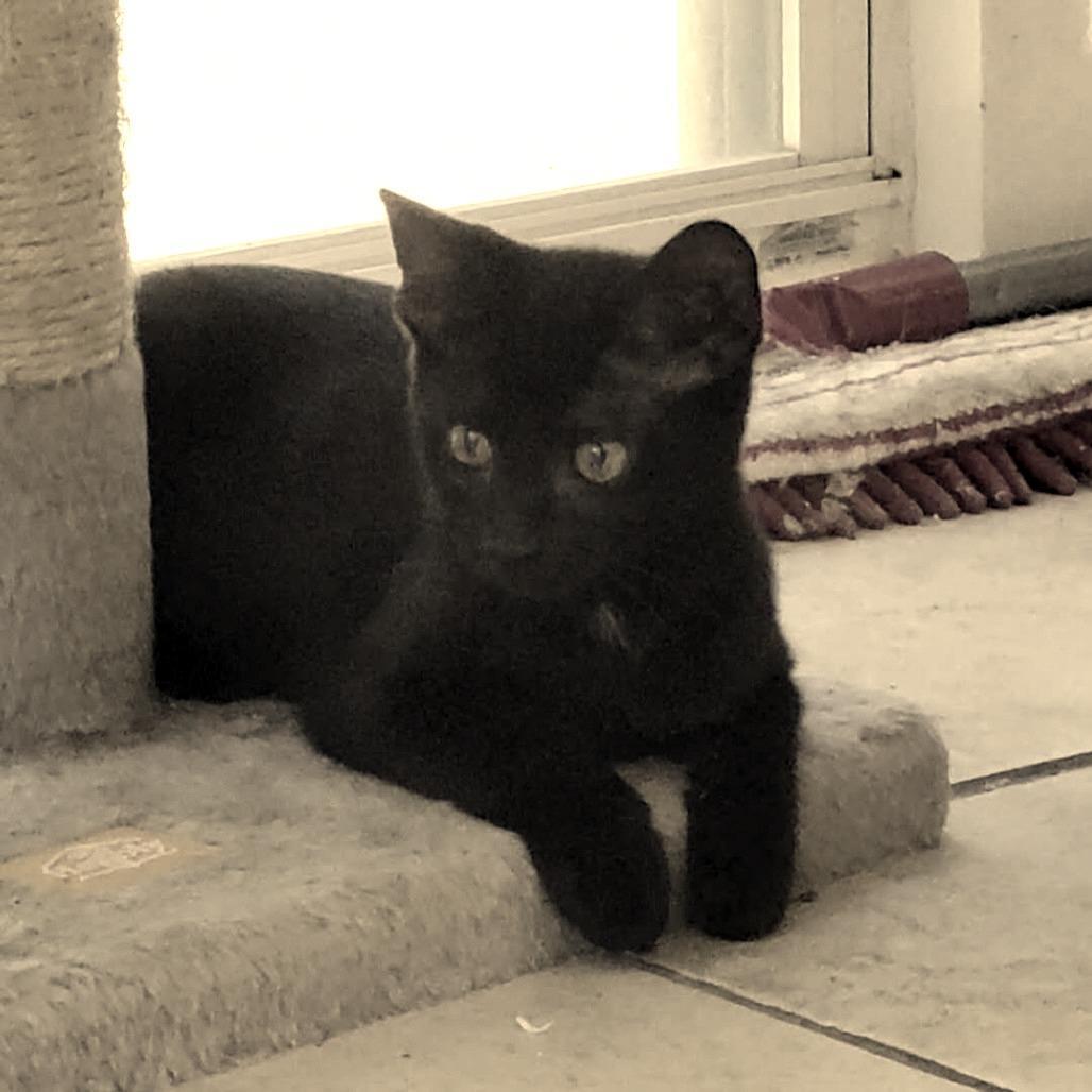 A young small-sized female Black Domestic Short Hair cat named Karen for adoption in Newport News, VA