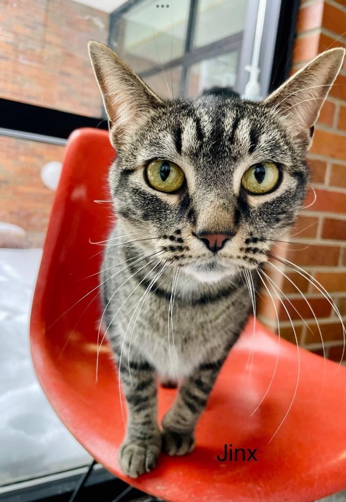 Jinx