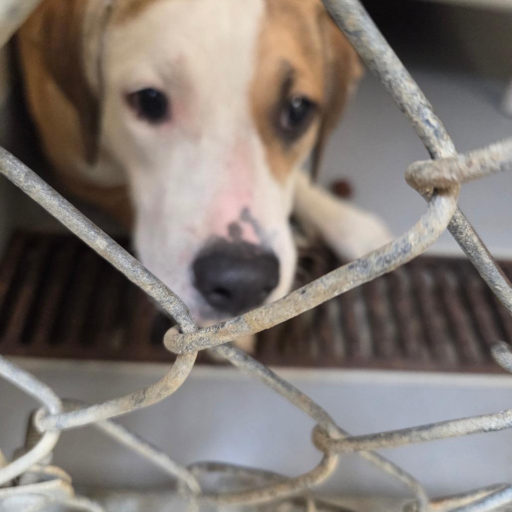 A young medium-sized female Yellow / Tan / Blond / Fawn Mixed Breed dog named Brenda for adoption in Columbus, GA