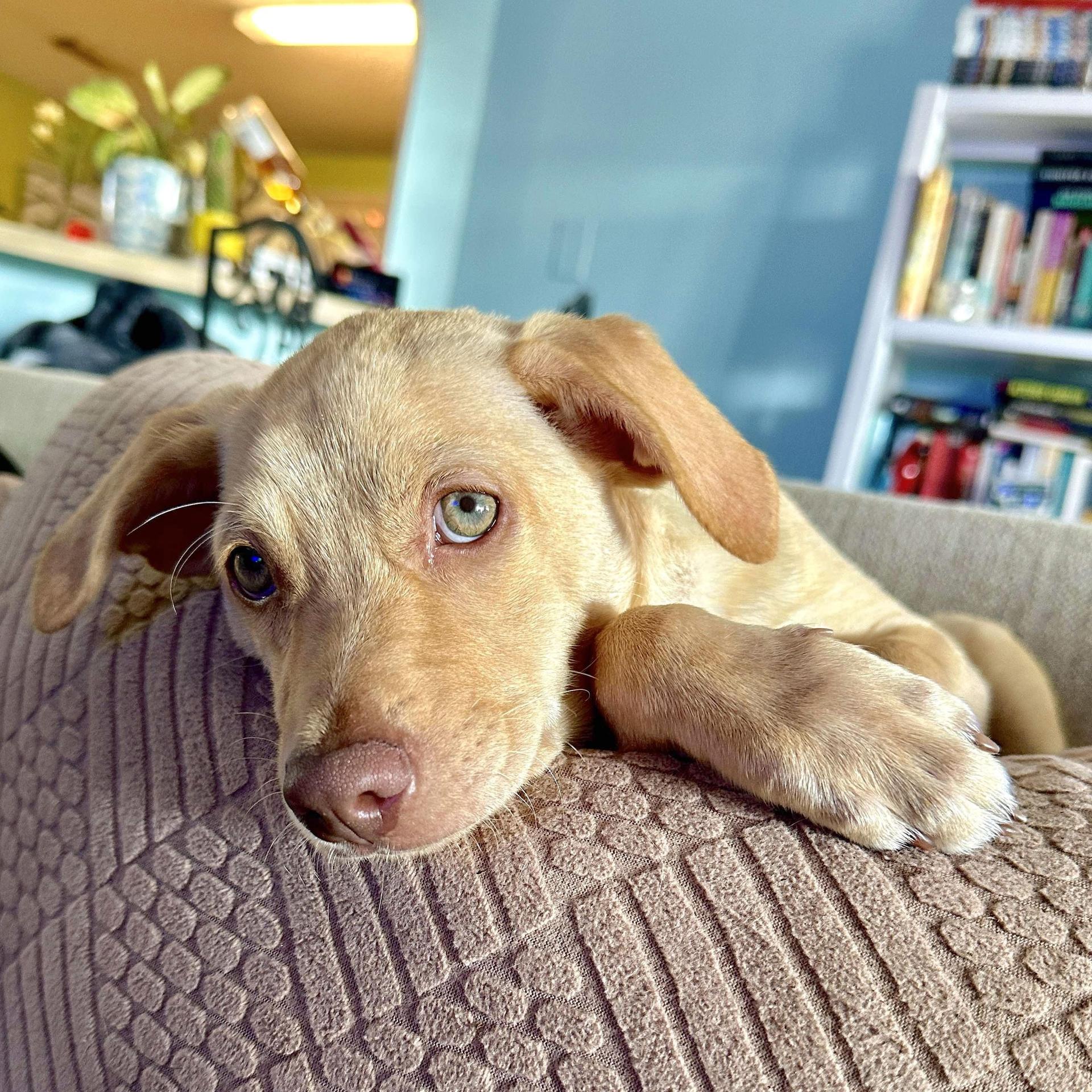 A baby medium-sized male Yellow / Tan / Blond / Fawn Retriever dog named Buzz for adoption in Corpus Christi, TX