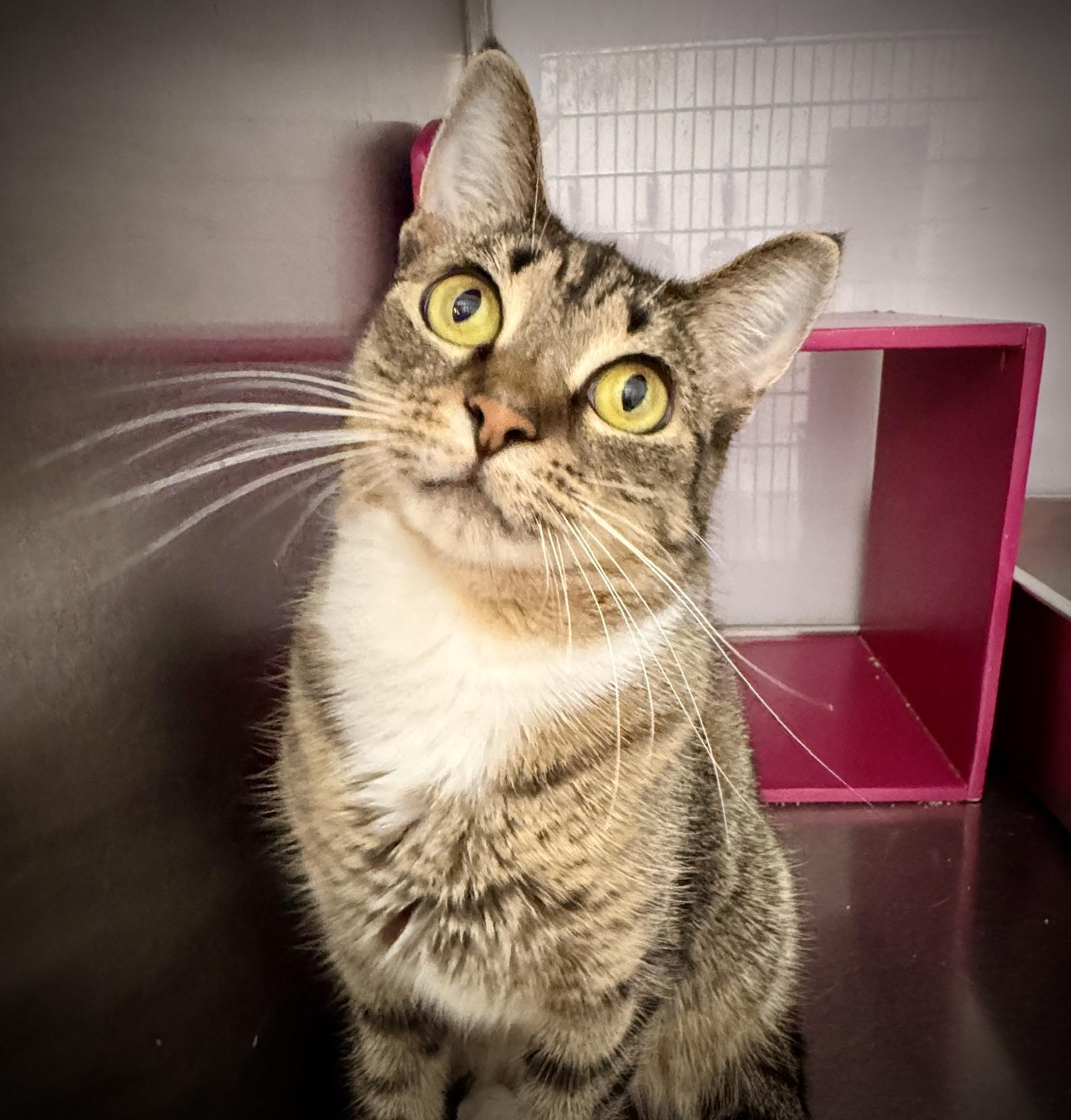 An adult medium-sized female Tabby (Brown / Chocolate) Tabby cat named Dinah for adoption in Wyandotte, MI