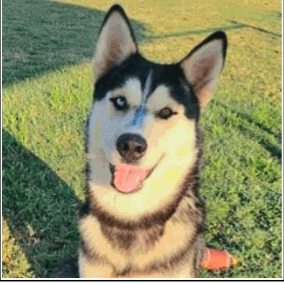 An adult medium-sized male Siberian Husky dog named Taurus for adoption in Sumter, SC