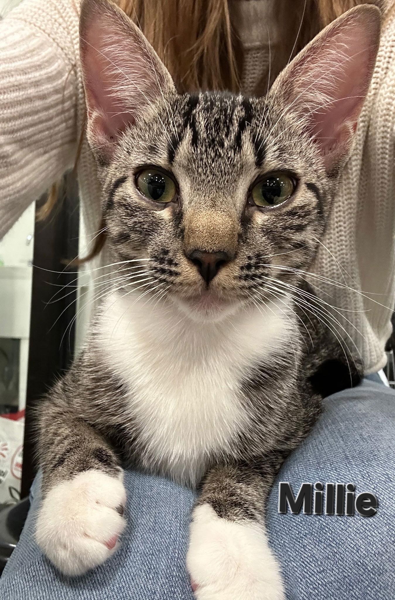 Millie