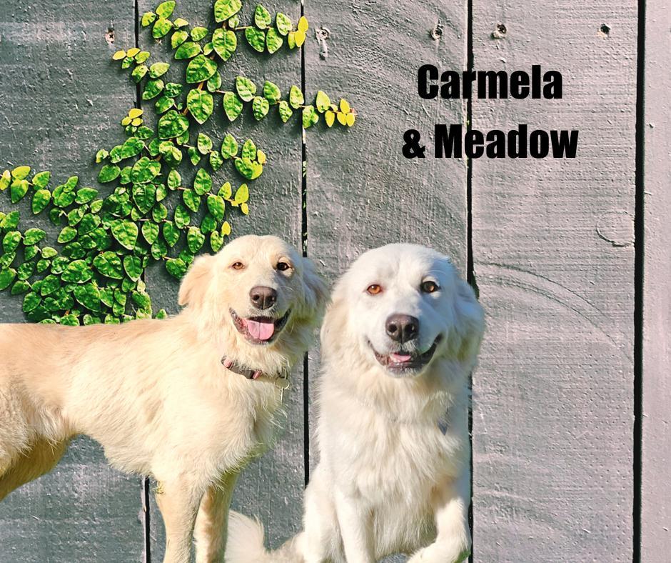 Carmela And Meadow