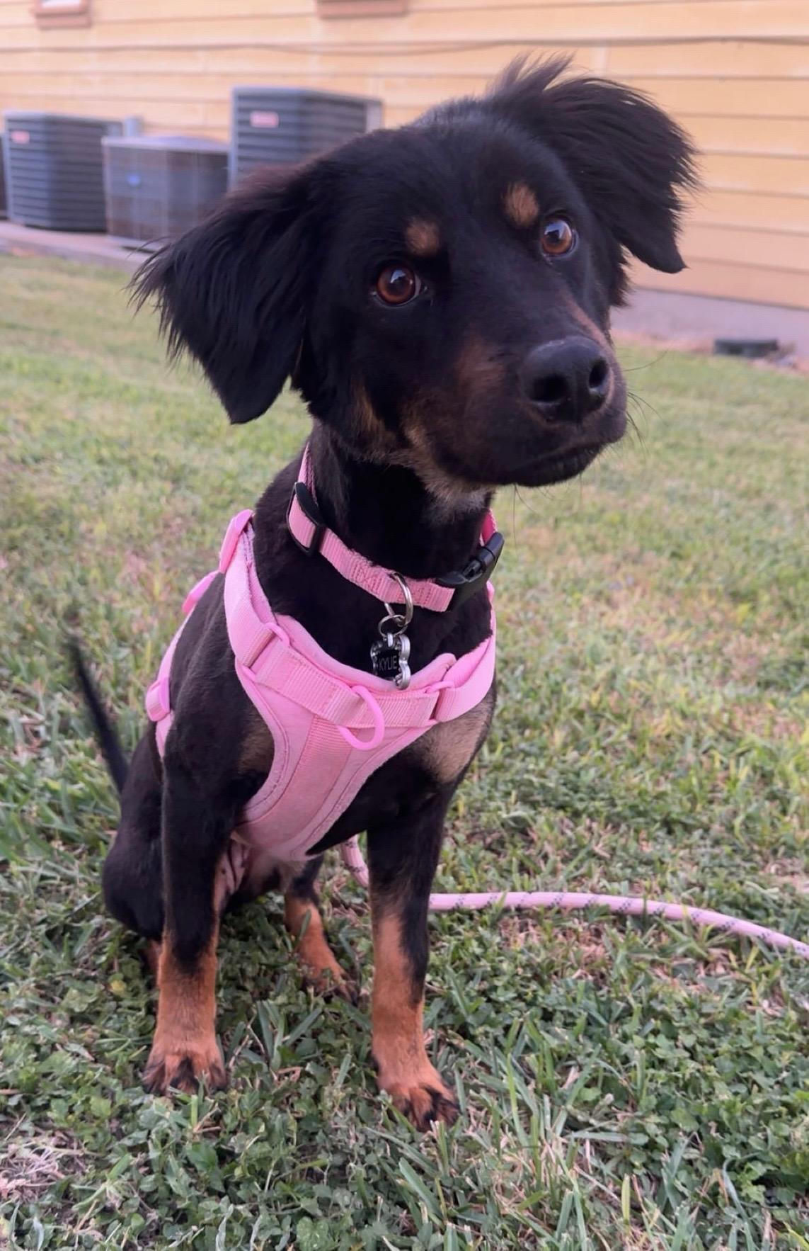 An adult medium-sized female Rottweiler dog named Kylie for adoption in Harlingen, TX