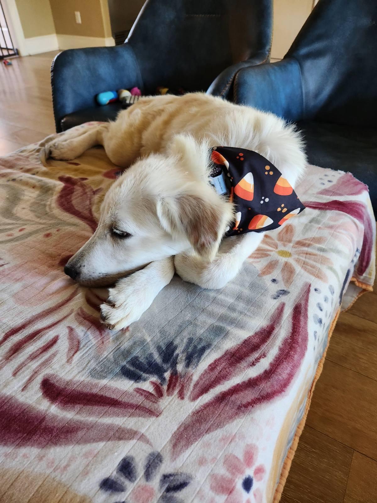 An adult medium-sized female White / Cream Golden Retriever dog named Lennox for adoption in Tyler, TX