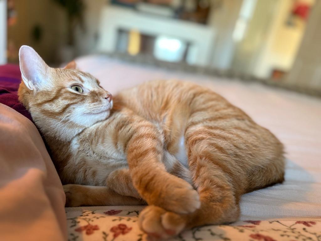 A young medium-sized male Domestic Short Hair cat named Larry for adoption in Minneapolis, MN