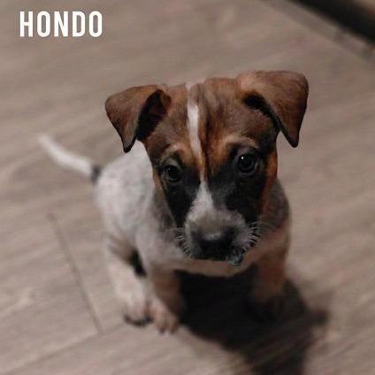 Hondo Pf