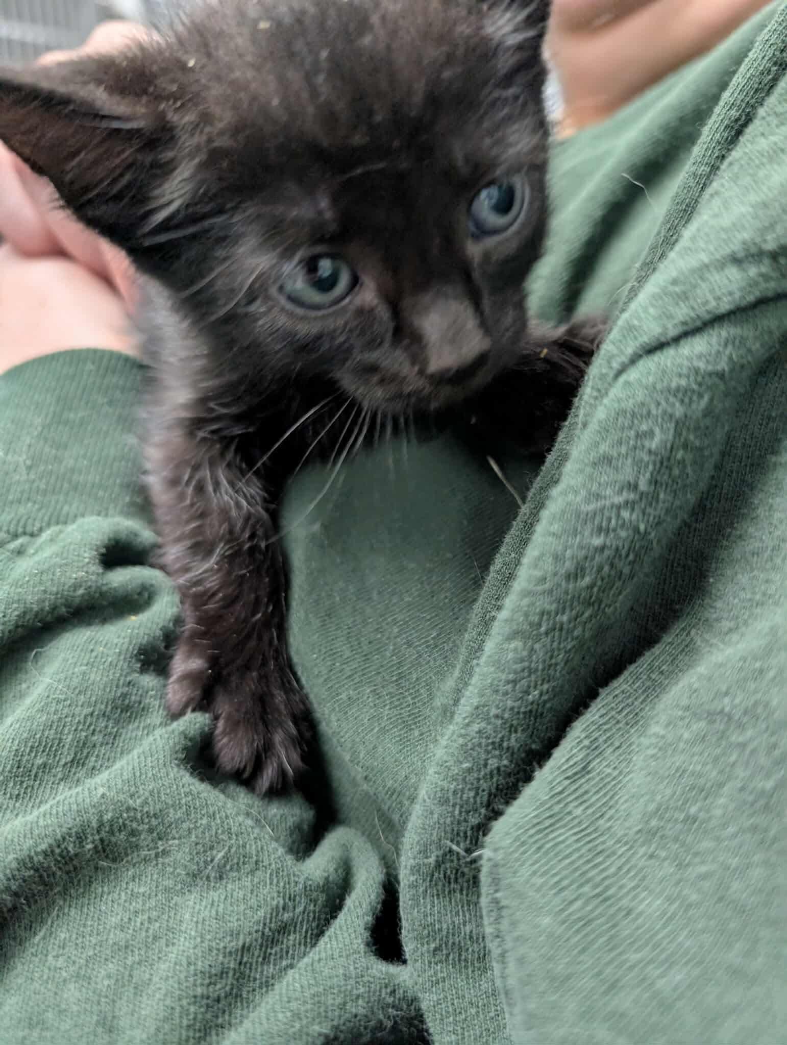 A baby medium-sized female Black Domestic Short Hair cat named Venus: Visit At Petsmart for adoption in Rustburg, VA