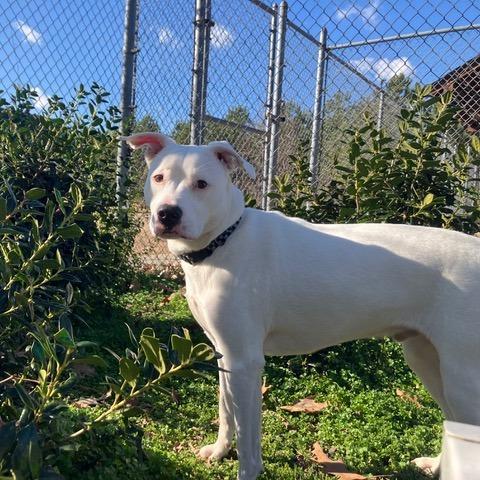 Bruno Fka Mr. Peanut