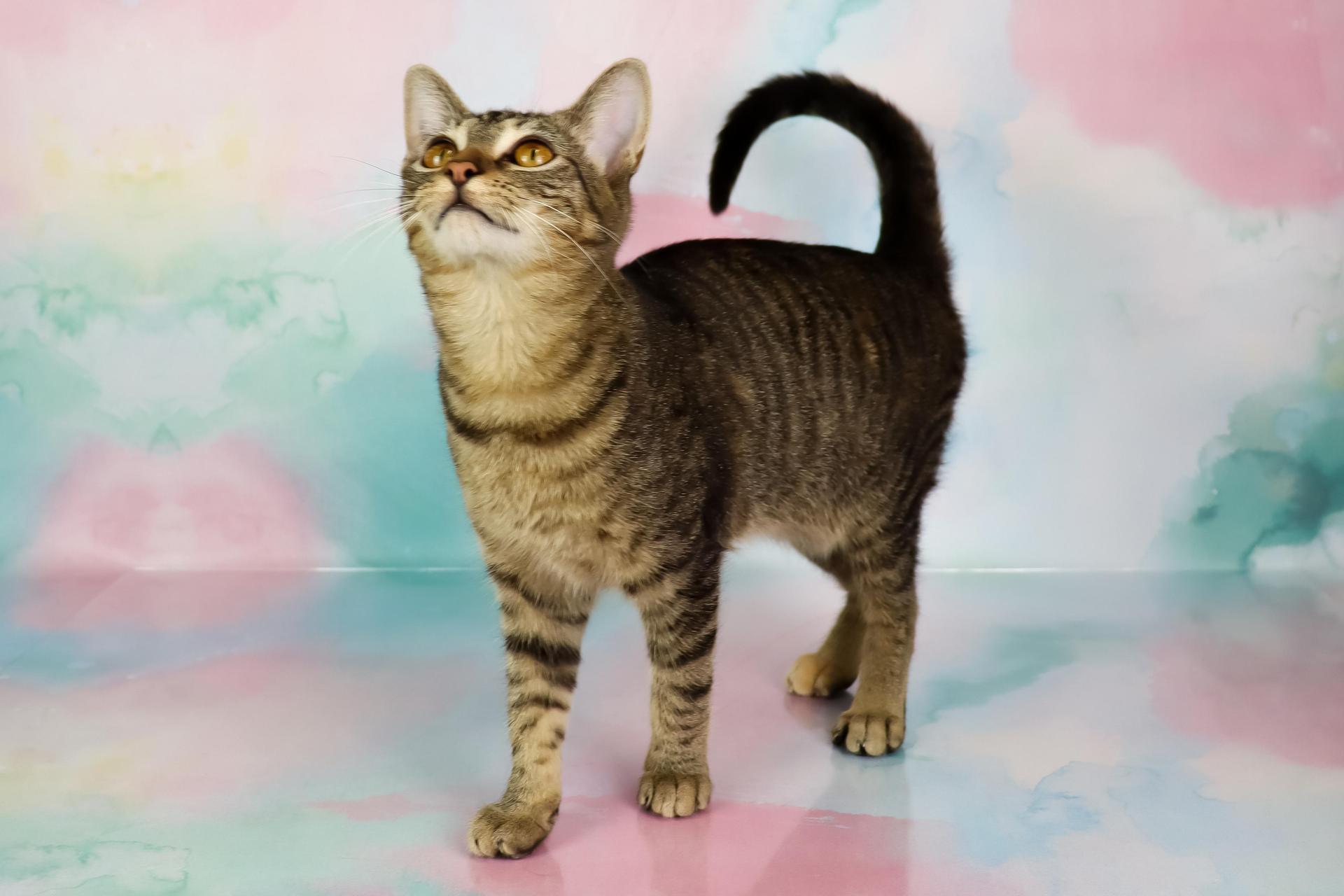 A baby medium-sized female Tabby (Gray / Blue / Silver) Domestic Short Hair cat named Martini for adoption in Tuscaloosa, AL