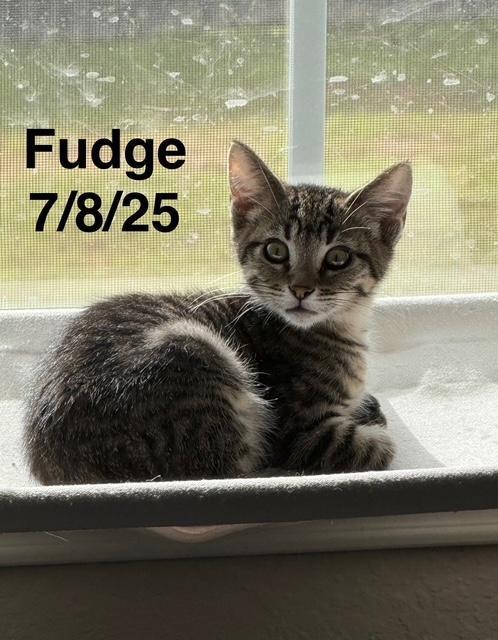 A baby medium-sized male Tabby (Brown / Chocolate) Domestic Short Hair cat named Fudge for adoption in Conroe, TX