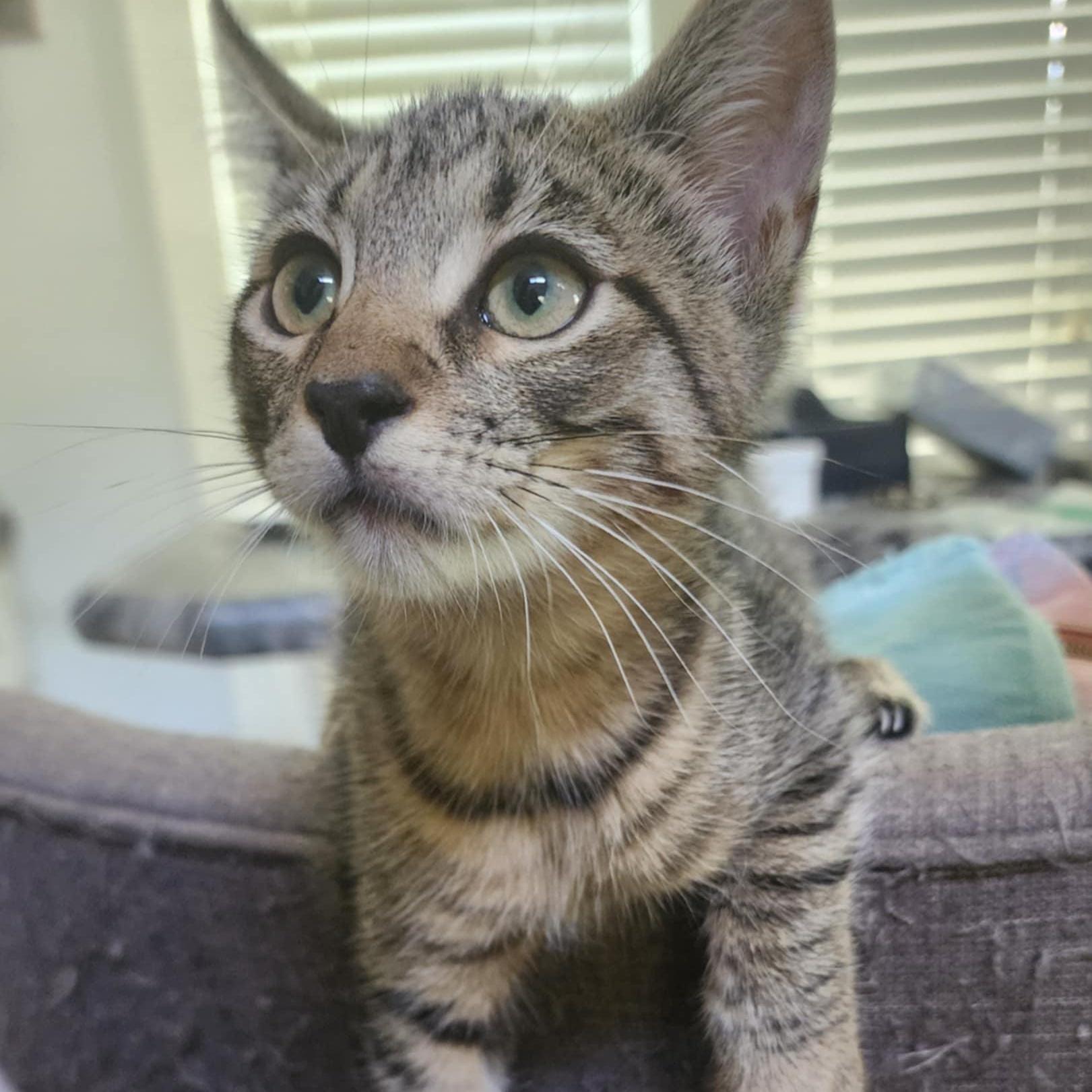 A young medium-sized male Tabby (Buff / Tan / Fawn) Tabby cat named Ollie for adoption in Ladonia, TX