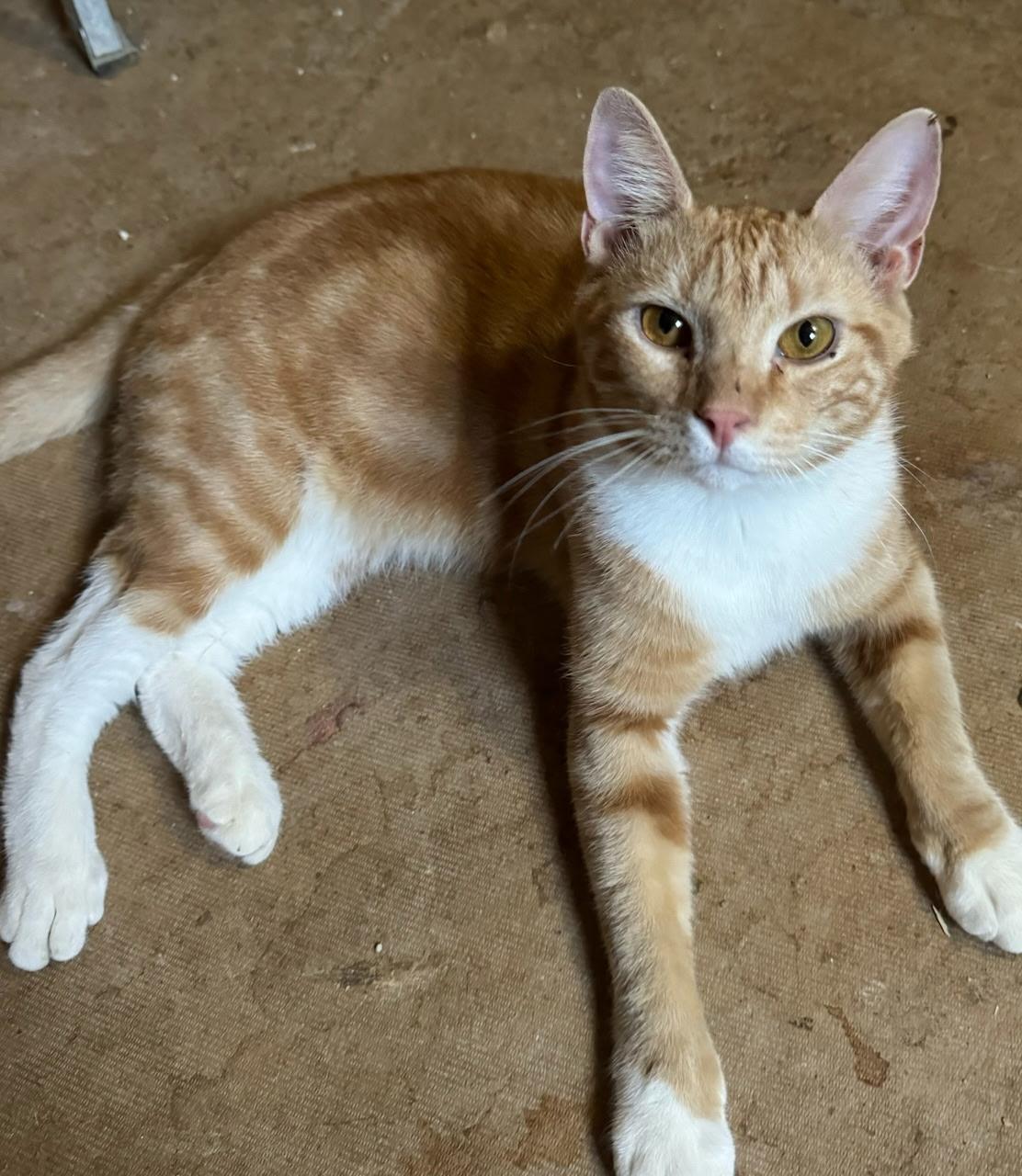 An adult medium-sized male Tabby cat named Micah for adoption in Rock Hill, SC
