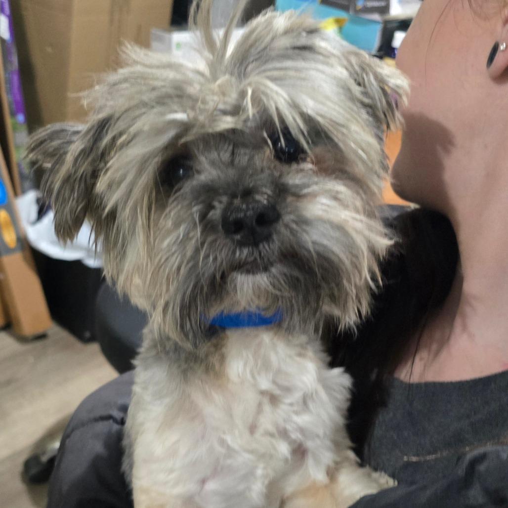 A senior small-sized male Gray / Blue / Silver Yorkshire Terrier dog named Simon B for adoption in Wappingers Falls, NY