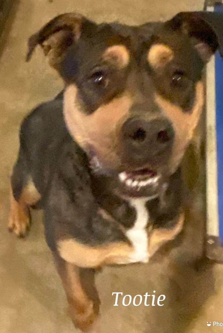 An adult medium-sized female Bicolor American Bulldog dog named Tootie for adoption in Canyon, TX
