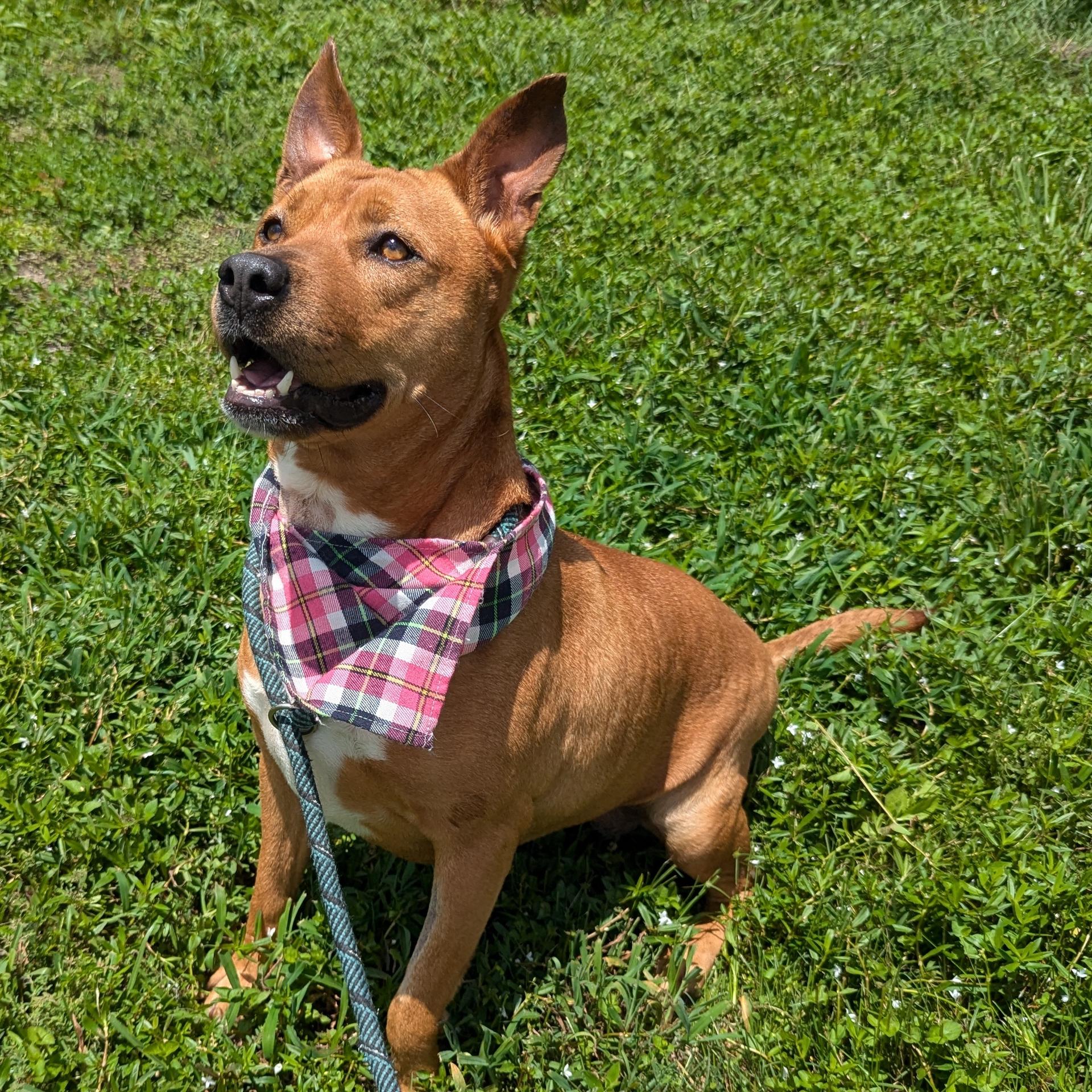 An adult medium-sized female Terrier dog named Honey for adoption in angleton, TX