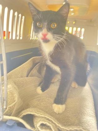 An adult small-sized male Domestic Short Hair cat named Maestro for adoption in Atlanta, GA