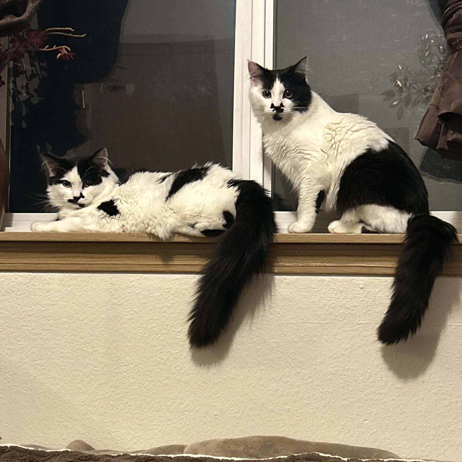 Dimsum & Kimchi photo 1