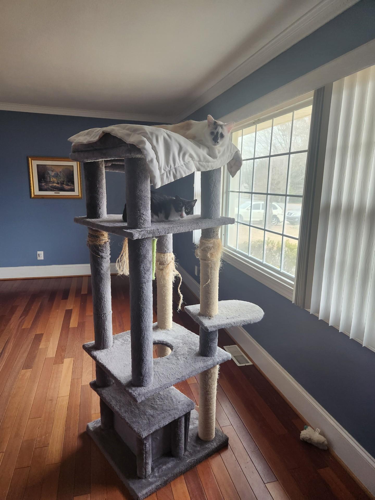 Oreo & Daisy Courtesy